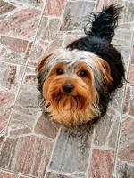Yorkshire Terrier rescued and thriving