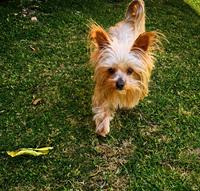 Yorkshire Terrier looking alert and attentive