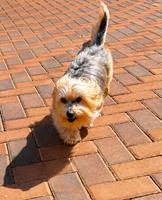 Yorkshire Terrier enjoying playtime with its owner