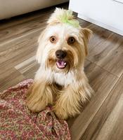 Happy Yorkshire Terrier out and about