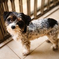 Well-groomed Yorkshire Terrier