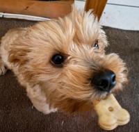 Small Yorkshire Terrier suited to apartment living