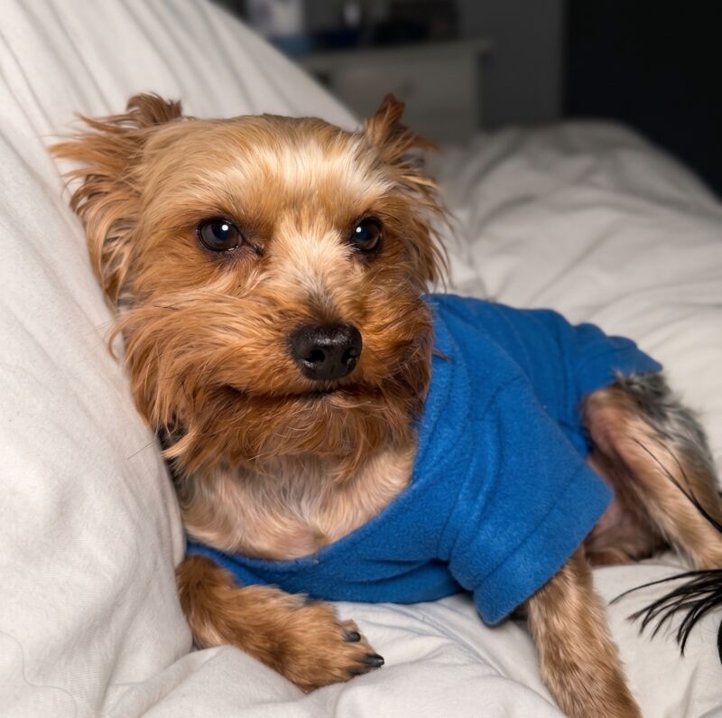 Rescued Yorkshire Terrier resting comfortably in a calm home
