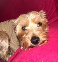 Yorkshire Terrier looking up affectionately