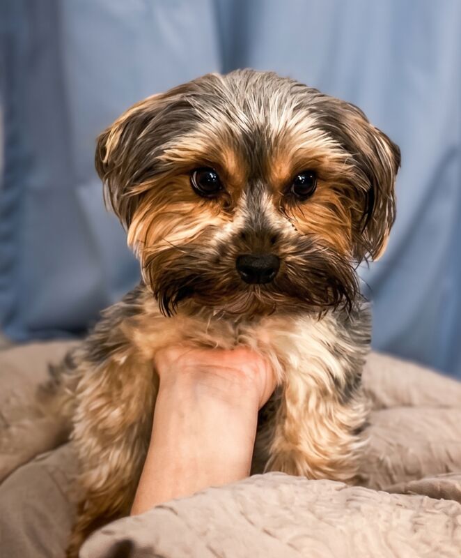 Yorkshire Terrier settling calmly into a new home