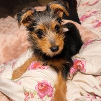 Yorkshire Terrier being cared for gently